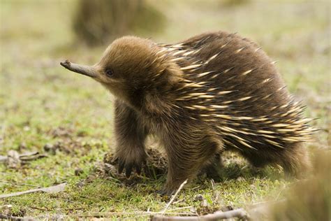 Echidna Facts - Animal Facts Encyclopedia