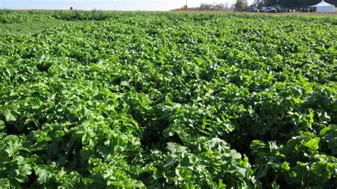 How Do Radishes Work As a Cover Crop? - CropLife