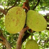 Best Jackfruit Varieties: Taste, Texture & Production ...