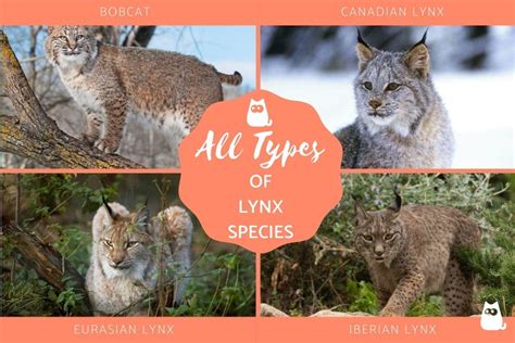 All Types of Lynx Species with Characteristics and Photos