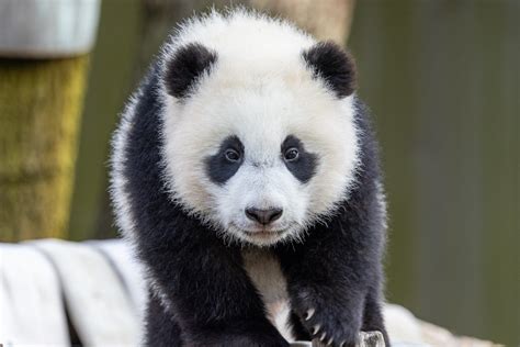 Attention: The Zoo’s Panda Cub Is Learning New Tricks and Is a Very ...