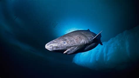 Greenland shark, facts and photos