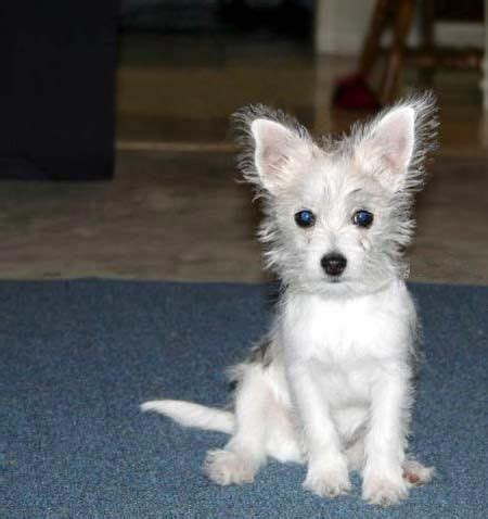 Maltese Chihuahua Poodle Mix Puppies - Pets Lovers