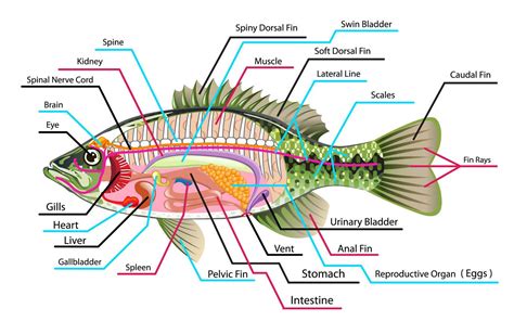 Pin on human anatomy pictures