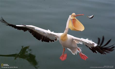 #2: Great White Pelican - The Seven Largest Birds in terms of Wingspan