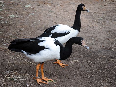 Magpie Goose | Alexandria Zoo