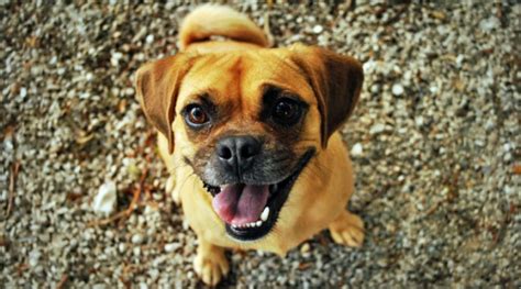 Puggle Dog Breed Temperament, Diet and Training - Platpets - Training ...