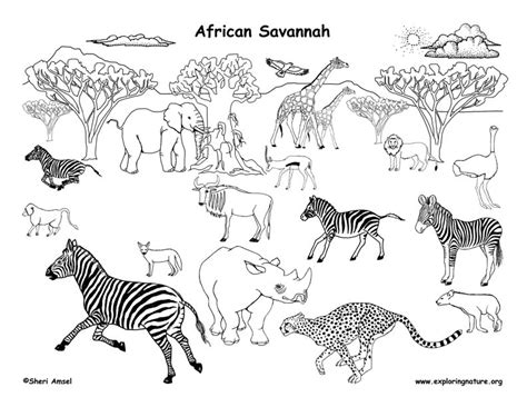 Draw an African Grassland