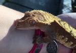 Crested Gecko Bites: Does It Hurt and How To Tame A Crestie