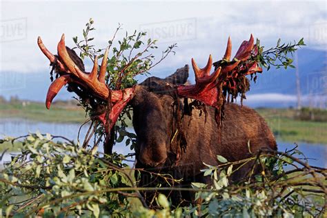 Moose shedding the velvet from their antlers makes them look horrifying ...