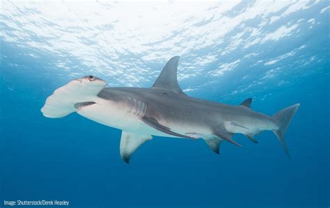 Great Hammerhead Shark - Oceana