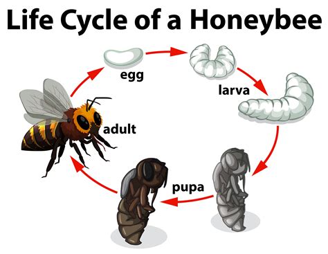 Life Cycle of A Honeybee 296715 Vector Art at Vecteezy