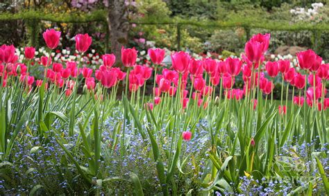 Pink Tulip Garden Photograph by Carol Groenen | Fine Art America