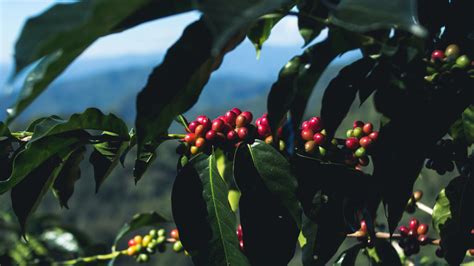 What Are Shade-Grown Coffee Beans And Are They Sustainable?