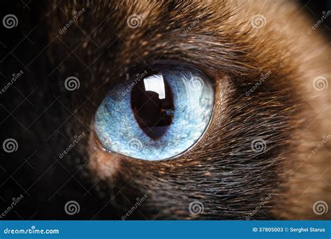 One Siamese Cat Eye Macro Closeup Stock Image - Image of animal ...