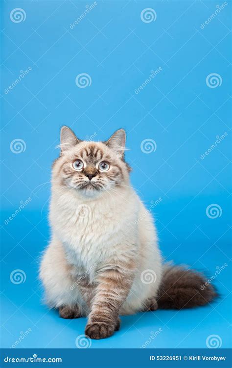 Siberian cat stock image. Image of blue, themes, pedigree - 53226951