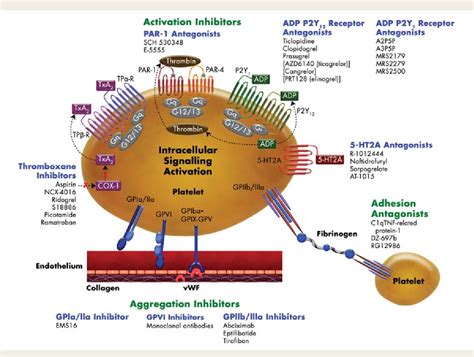 [PDF] Platelet thrombin receptor antagonism and atherothrombosis ...