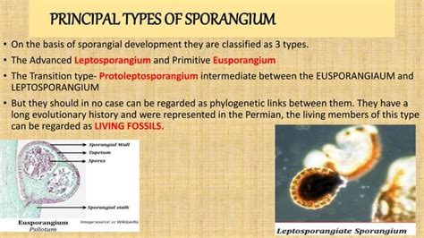 Types of sporangia and spores submitted by shreyasi dey.roll no 08, 2nd ...