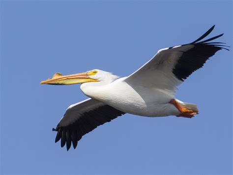 American White Pelican - eBird