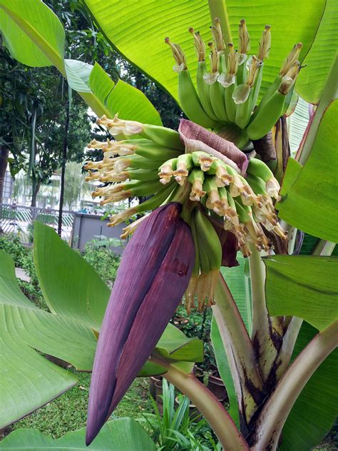 Banana Tree Flower Free Stock Photo - Public Domain Pictures