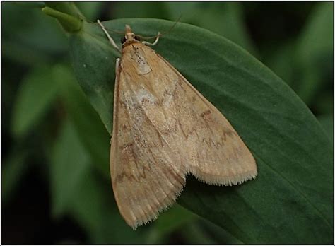 Moths - Ostrinia nubilalis, European Corn-borer