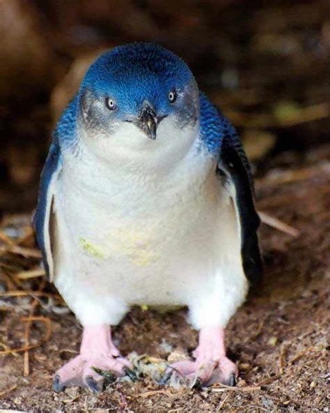 Dapper Blue Penguin: Tux Is a Feathery First | Live Science