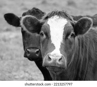 Simmental One Oldest Most Recognized Cattle Stock Photo 2213257797 ...