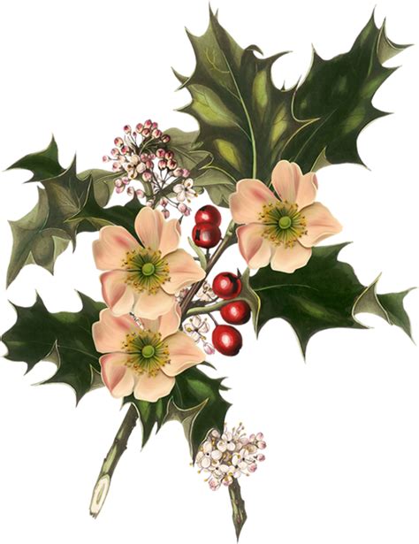 Holly clipart botanical illustration, Holly botanical illustration ...