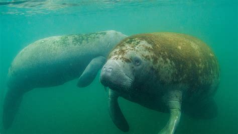 Manatee | San Diego Zoo Animals & Plants