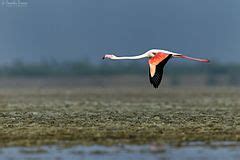 Category:Pulicat Lake Bird Sanctuary - Wikimedia Commons