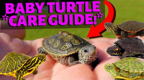 How To Care For A Baby Turtle – (Most Species!) – HousePetsCare.com