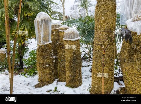 Musa basjoo (Japanese banana) pseudostems wrapped in straw for ...