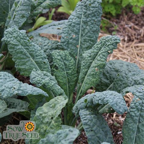 Kale Seeds - Lacinato, ORGANIC | Sow True Seed