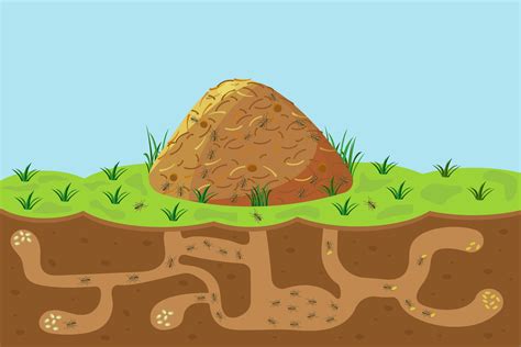 Anthill with holes and passages, sectional view underground. Vector ...