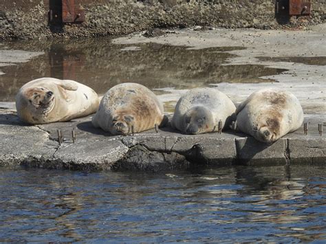 Seals in their natural habitat : r/seals