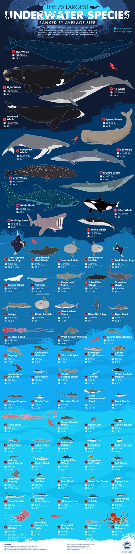 Largest Sea Animals In The World