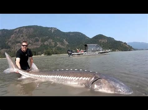 What's the biggest sturgeon ever caught in Ontario? - ruggedthuglife.com