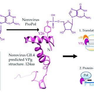 Genome structure of representative members of the Caliciviridae ...