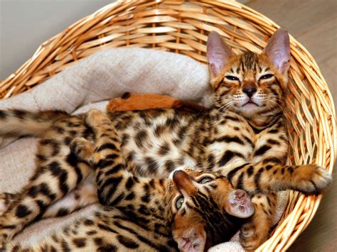 White Baby Bengal Cat