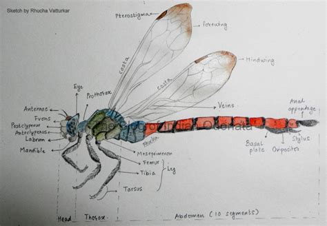 The Blog of Indian Odonata: Morphology & Anatomy