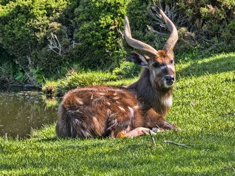 Sitatunga Facts - CRITTERFACTS