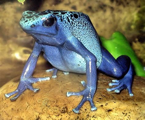 Poison Dart Frog | The Life of Animals