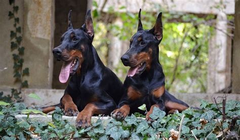 Paul Doberman Kennel: European Doberman Puppies For Sale