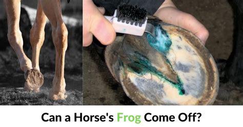 Can a Horse’s Frog Come Off? - Horse Breeds List