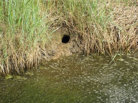 Water Vole Surveys - Wilkinson Associates