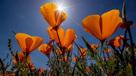 Historic superbloom brings vibrant colors to California’s desert - ABC News