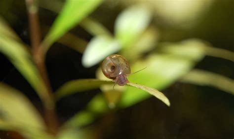 11 Popular Types of Freshwater Aquarium Snails (Species Guide)