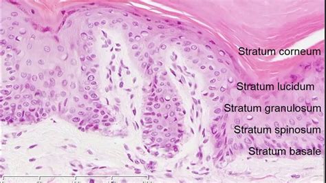 Human Skin Layers Histology