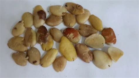 Irvingia Gabonensis Seeds at best price in Vellore by Raaki Cements ...