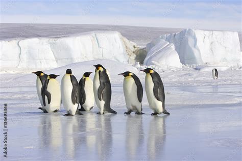 Aptenodytes forsteri / Manchot empereur Stock Photo | Adobe Stock